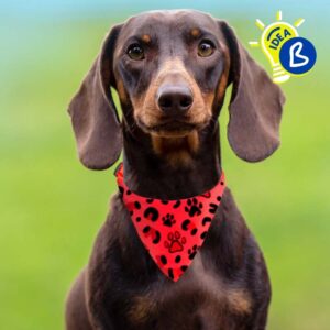Collar bandana mascota